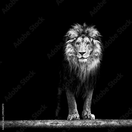 Obraz na płótnie Portrait of a Beautiful lion, lion in the dark