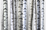 seamless birch trees