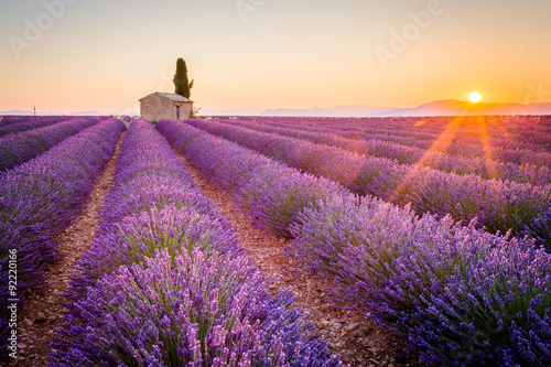 Fotoobraz na płótnie Valensole, Prowansja, Francja. Lawendowe pole pełne fioletowych kwiatów