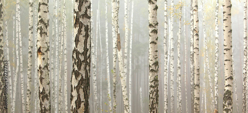 Fototapeta Grove of birch trees and dry grass in early autumn, fall panorama