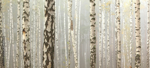 Grove of birch trees and dry grass in early autumn, fall panorama