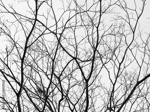 Fototapeta tree branches silhouette