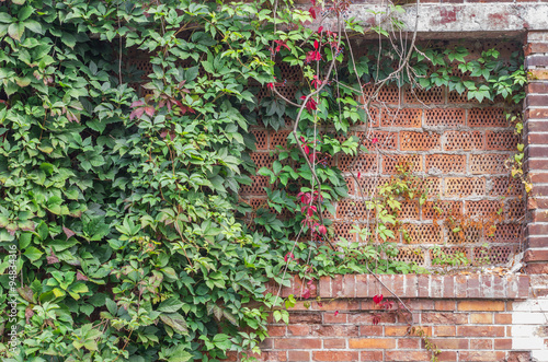 Old red brick wall overgrown with ivy