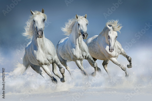 Fototapeta Three white horse run gallop in snow