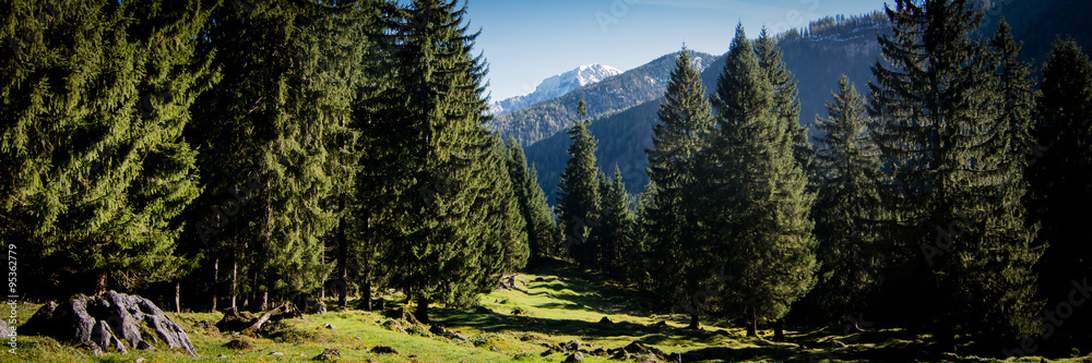 View from the Bavarian mountain forest to the Alps