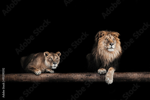 Obraz na płótnie Lion and lioness, Portrait of a Beautiful lions, lions in the da