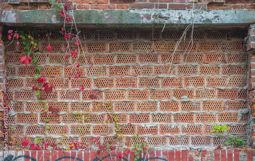 Old red brick wall overgrown with ivy
