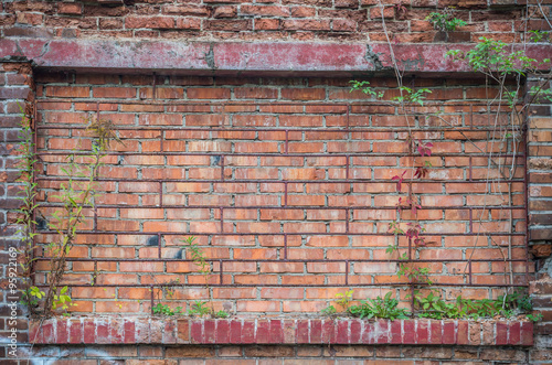 Old red brick wall overgrown with ivy