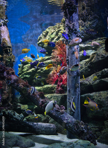 Fototapeta Underwater world - exotic fishes in an aquarium