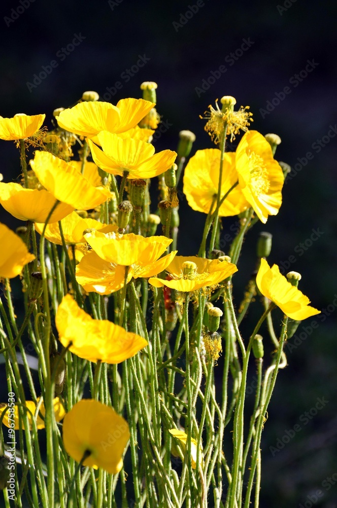 Islandmohn