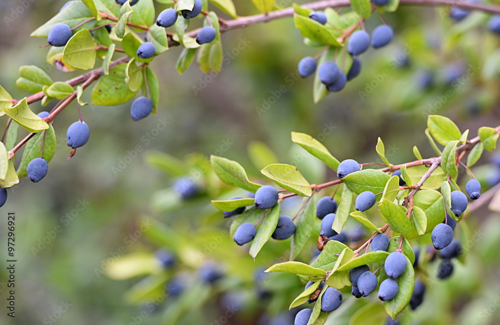 1000_F_97296921_jJOhX8O2mdnBk85oSC09puvvxjFPnEYM.jpg