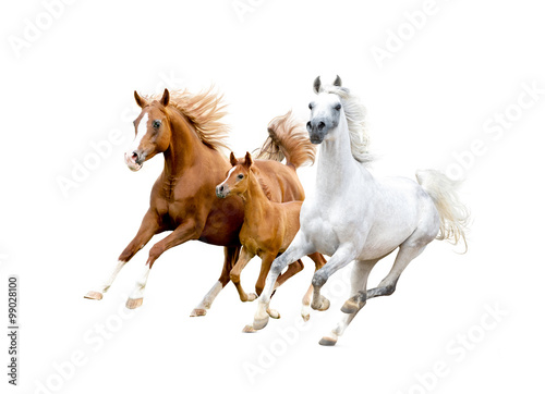 Fototapeta three arabian horses isolated on white