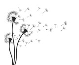 Dandelion.
