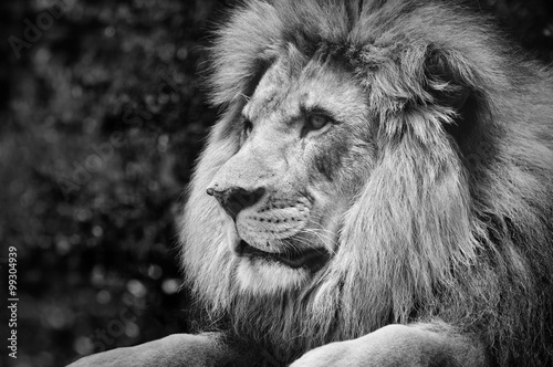 Obraz na płótnie Strong contrast black and white of a male lion in a kingly pose