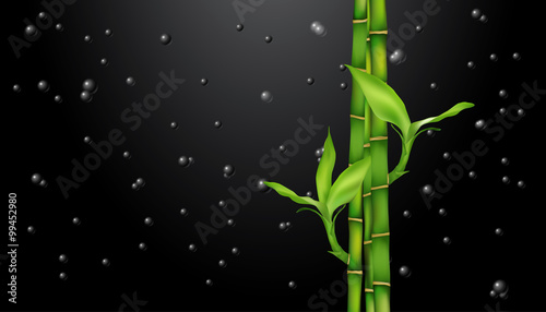  Bamboo on black. drops on black. vector.