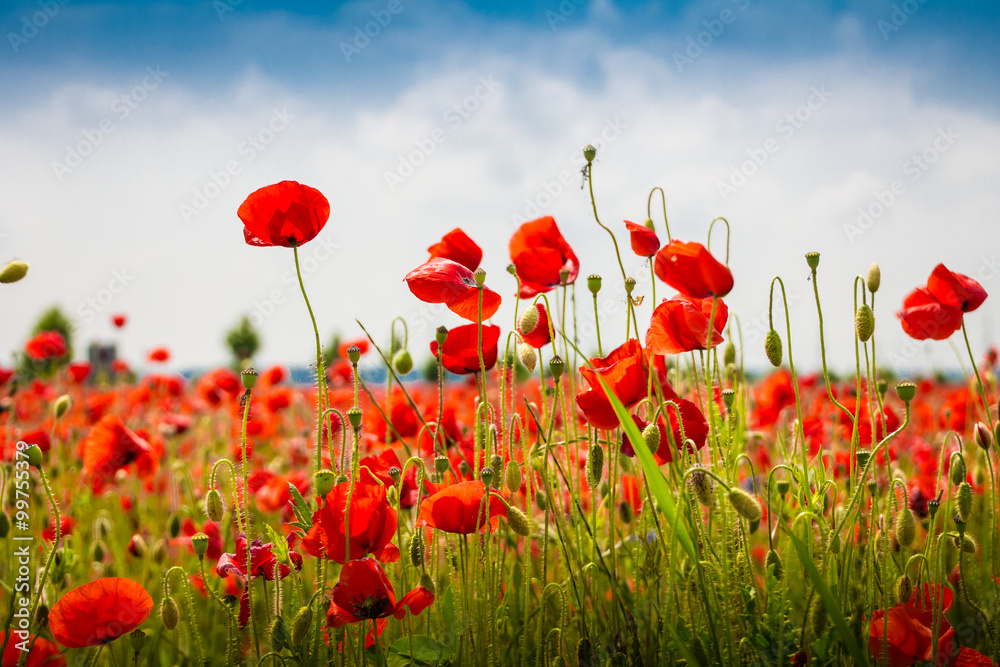 Mohnblumen - The Poppy Field