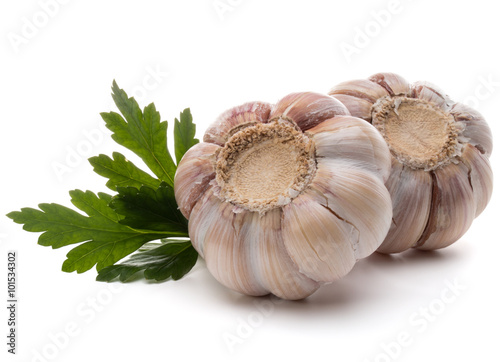 Garlic bulb and parsley herb still life isolated on white backgr