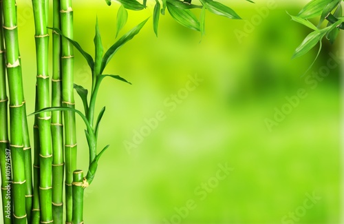 Fototapeta Bamboo.