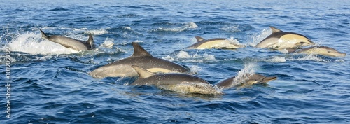 Plakat Grupa delfinów, pływanie w oceanie i polowanie na ryby. Skaczące delfiny powstają z wody. Długo-dziobowaty pospolity delfin (nazwa naukowa: Delphinus capensis) w oceanie atlantyckim.