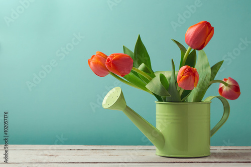 Plakat Wiosna tulipanowy kwiatu bukiet w podlewanie puszce z kopii przestrzenią. Koncepcja ogrodnictwa