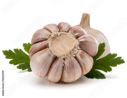 Garlic bulb and parsley herb still life isolated on white backgr