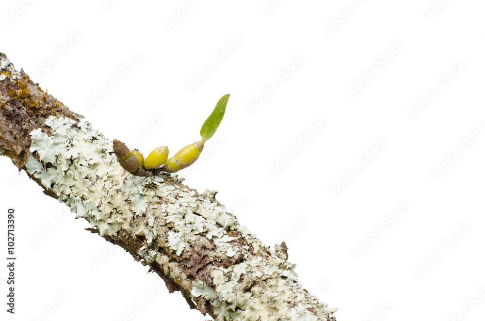 Seedling coupon code