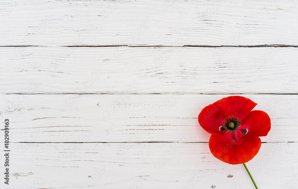 Rote Mohn Blume Schenken
