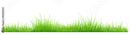 Green grass