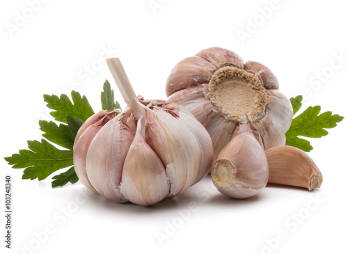 Garlic bulb and parsley herb still life isolated on white backgr