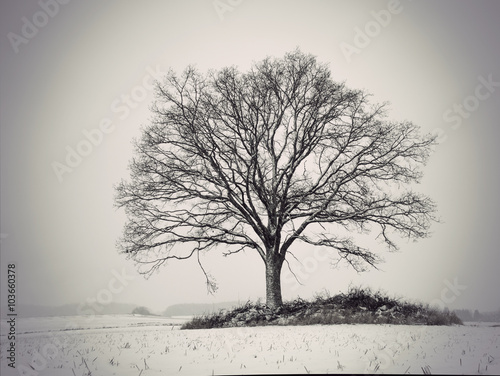 Fototapeta silhouette of oak tree