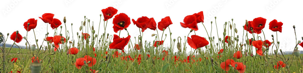 Mohnblumen Feld Panorama
