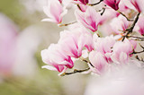 beautiful magnolia tree