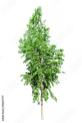 Fototapeta Eucalyptus Tree image, Tree object, Tree JPG isolated on white b