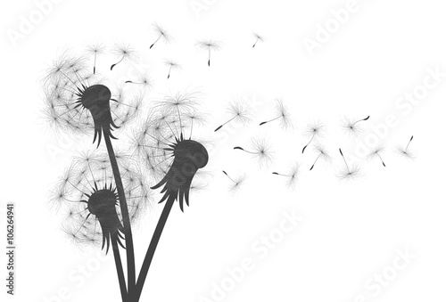 Obraz w ramie Flower of field dandelion.