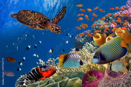  Colorful coral reef with many fishes and sea turtle
