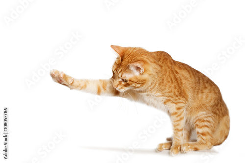 Ginger cat stretches out his paw © mark_ka