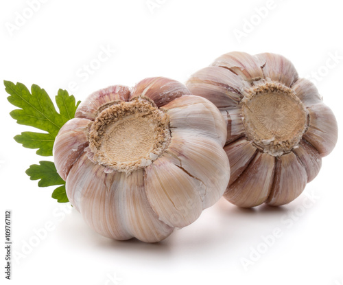 Garlic bulb and parsley herb still life isolated on white backgr