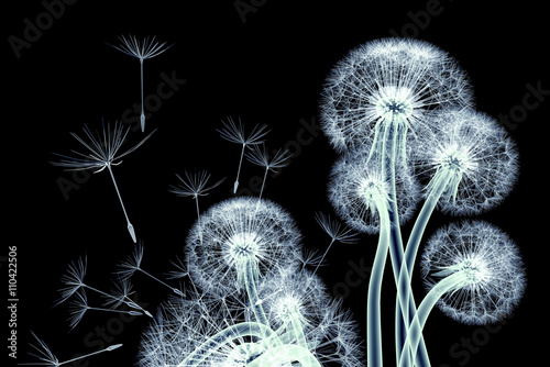  x-ray image of a flower isolated on black , the Taraxacum dandel