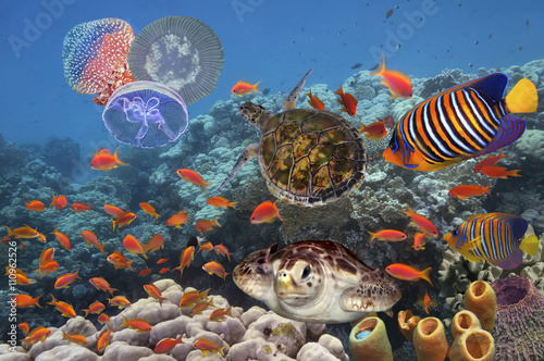  Colorful coral reef with many fishes and sea turtle