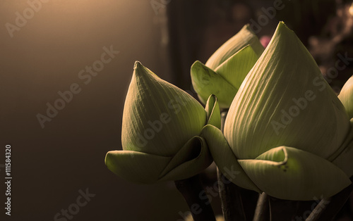 lotus flower for pay homage to a buddha, over and nature light [blur and select focus background] © memorystockphoto