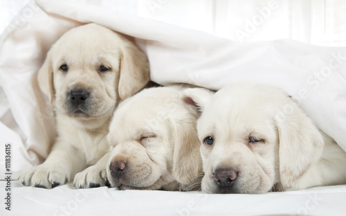Labrador puppies lying in a bed