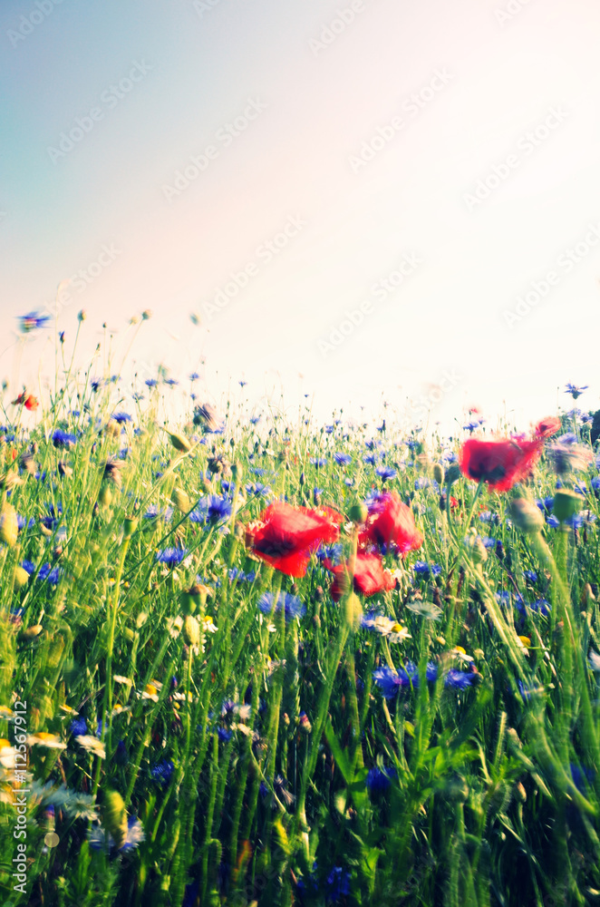 poppy in the wind