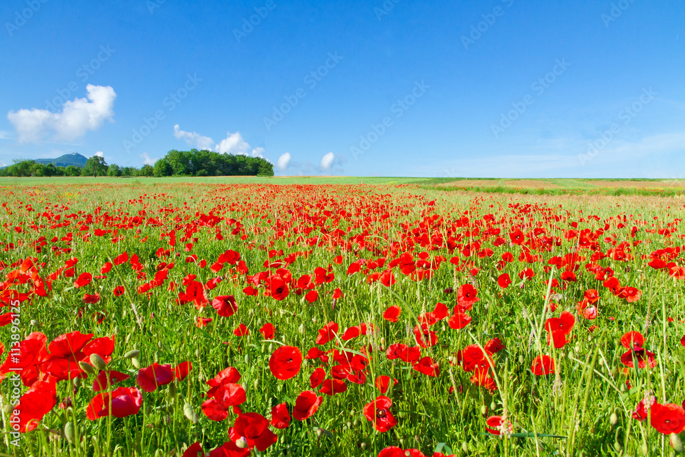 Mohnblumen am Rande der schwäbischen Alb