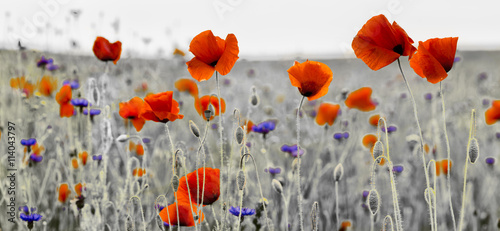 Fototapeta Panorama z nmaków polnych i kwiatów polnych
