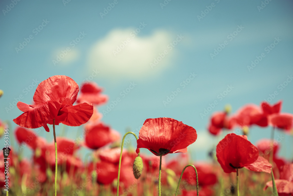 Mohnblumenfeld