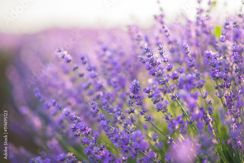Fototapeta Close up of lavender flowers in a lavender field under the sunrise light
