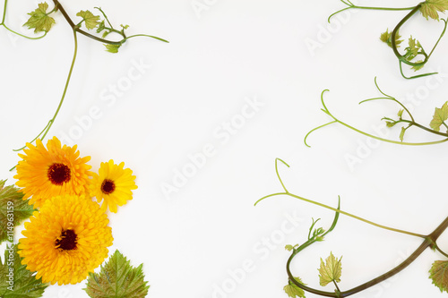 vine and flowers of calendula
