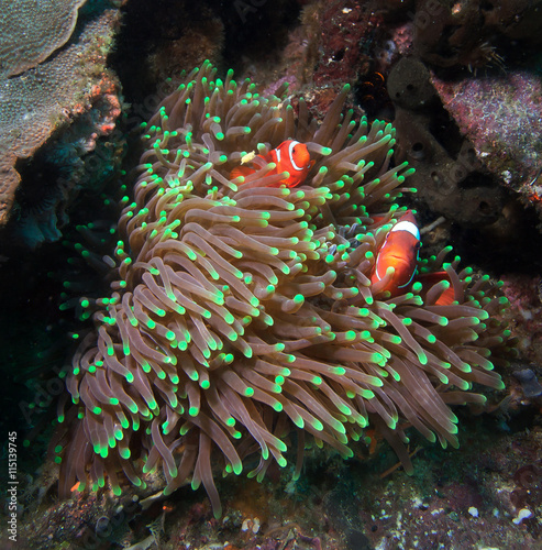 Several clownfish in their nest on a tropical coral reef