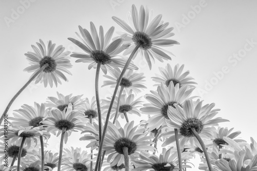 Fototapeta Close up of white flowers daisies