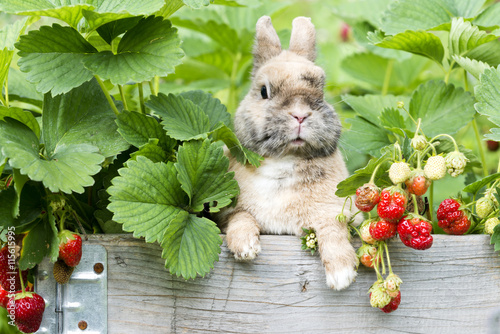 Kaninchen im Erdbeerbeet